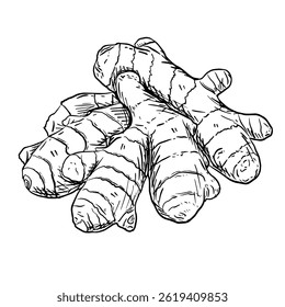 Ilustração desenhada à mão de raízes de gengibre. Estilo de arte de linha vintage, ilustração vetorial isolado no fundo branco.