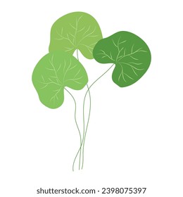 Hand-drawn illustration of gotu kola or Centella asiatica