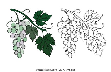 Hand-drawn illustration of grapes presented in two versions: black and white coloring page and full color artwork. Detailed composition featuring a grape bunch with leaves