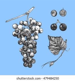 Hand-drawn illustration of Grapes. Vector