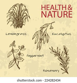 Handdrawn Illustration - Health And Nature Set. Collection Of Herbs. Lemongrass, Eucalyptus, Peppermint, Rosemary