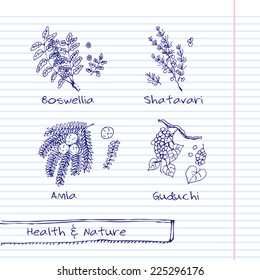 Handdrawn Illustration - Health and Nature Set. Collection of Herbs. Natural Supplements. Boswellia, Amla, Shatavari, Guduchi