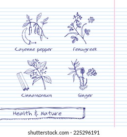Handdrawn Illustration - Health and Nature Set. Collection of Herbs. Natural Supplements. Fenugreek, Ginger, Cayenne pepper, Cinnamomum