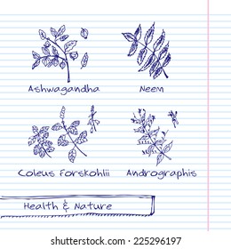 Handdrawn Illustration - Health and Nature Set. Collection of Herbs. Natural Supplements. Neem,  Ashwagandha, Coleus forskohlii, Andrographis