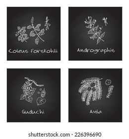 Handdrawn Illustration - Health and Nature Set. Collection of Herbs on Black Chalkboard. Natural Supplements. Coleus forskohlii, Andrographis, Guduchi, Amla