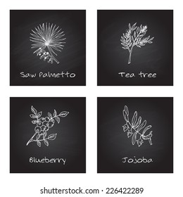 Handdrawn Illustration - Health and Nature Set. Collection of Herbs on Black Chalkboard. Natural Supplements. Saw palmetto, Tea tree, Blueberry, Jojoba 