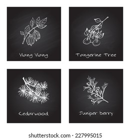 Handdrawn Illustration - Health and Nature Set. Collection of Herbs on Black Chalkboard. Labels for Essential Oils and Natural Supplements. Ylang Ylang, Tangerine, Cedarwood, Juniper Berry