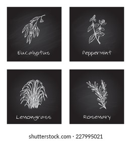 Handdrawn Illustration - Health And Nature Set. Collection Of Herbs On Black Chalkboard. Labels For Essential Oils And Natural Supplements. Lemongrass, Eucalyptus, Peppermint, Rosemary