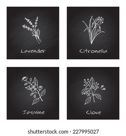 Handdrawn Illustration - Health and Nature Set. Collection of Herbs on Black Chalkboard. Labels for Essential Oils and Natural Supplements. Lavender, Citronella, Jasmine, Clove