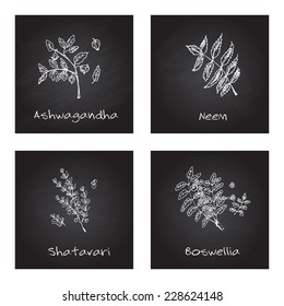 Handdrawn Illustration - Health and Nature Set. Collection of Herbs on Black Chalkboard. Natural Supplements. Neem, Boswellia, Shatavari, Ashwagandha 