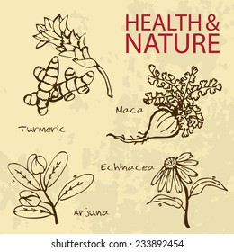 Handdrawn Illustration - Health and Nature Set. Collection of Herbs. Natural Supplements. Turmeric, Maca, Arjuna, Echinacea