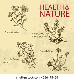 Handdrawn Illustration - Health and Nature Set. Natural Supplements. Collection of Medicine Herbs. Chamomile, Dandelion,  St John's wort, Tribulus Terrestris