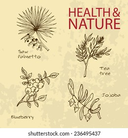 Handdrawn Illustration - Health and Nature Set. Natural Supplements. Collection of Herbs. Natural Supplements. Saw Palmetto, Tea Tree, Blueberry, Jojoba
