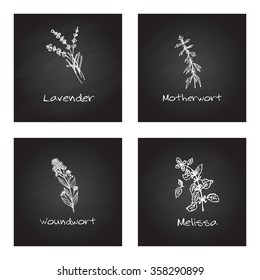 Handdrawn Illustration - Health and Nature Set. Collection of Medicinal Herbs on Chalkboard Background. Natural Supplements. Lavender, Motherwort, Woundwort, Melissa