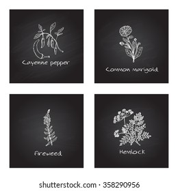 Handdrawn Illustration - Health and Nature Set. Collection of Medicinal Herbs on Black Chalkboard Background. Natural Supplements.  Cayenne pepper, Common marigold, Fireweed, Hemlock 