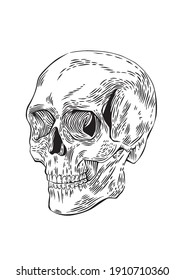 Hand-drawn illustration of the human skull in vector. Monochrome line detailed artwork. Stylized, abstract, modern vintage design template.