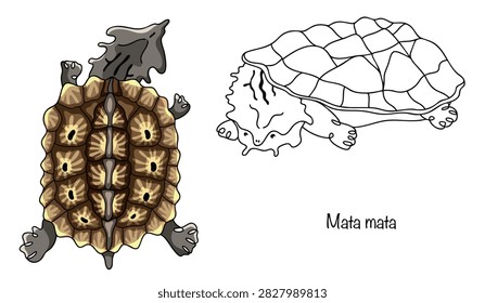 A hand-drawn illustration of a large freshwater turtle with a knobby shell covered in leathery growths. It has a broad, flat head, a long neck, a tubular snout, and fringed skin folds. Mata mata.