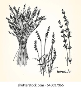 Hand-drawn illustration of Lavender. Vector