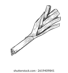 Hand-drawn illustration of a leek. Vintage line art style, vector illustration isolated on white background.