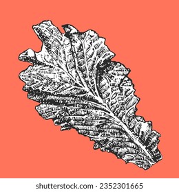 Hand-drawn illustration of Lettuce, vector