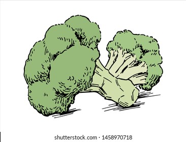 Hand-drawn illustration material: broccoli, vegetables
