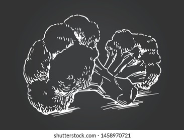 Hand-drawn illustration material: broccoli, vegetables