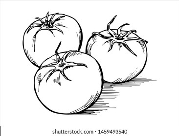 Hand-drawn illustration material: tomato, vegetables