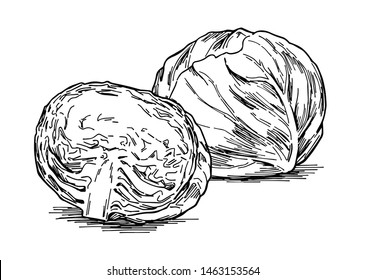 Hand-drawn illustration material: vegetables, cabbage