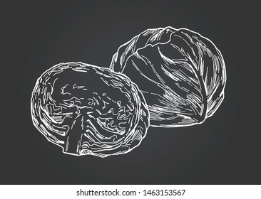 Hand-drawn illustration material: vegetables, cabbage