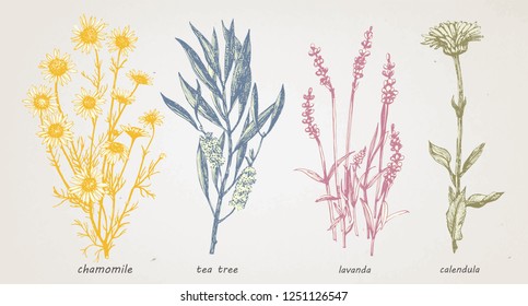 Hand-drawn illustration of medical herbs and plants. Vector