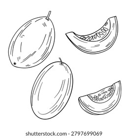 Hand-drawn illustration of melon in black and white outline. Whole melon, sliced melon, seeds, and natural fruit textures. Perfect for coloring books, educational materials, printable coloring pages, and children’s creative activities