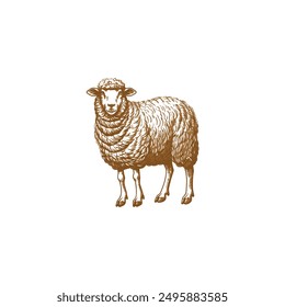 Hand-drawn illustration of merino sheep. Vintage retro style. Farming agriculture concept