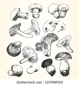 Hand-drawn illustration of Mushroom,  vector