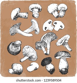 Hand-drawn illustration of Mushroom,  vector