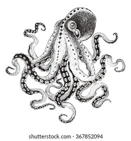 Hand-drawn illustration octopus, vector isolate on white background.