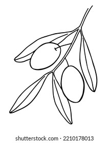 Hand-drawn illustration of an olive branch