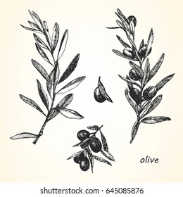 Hand-drawn illustration of Olive. Vector