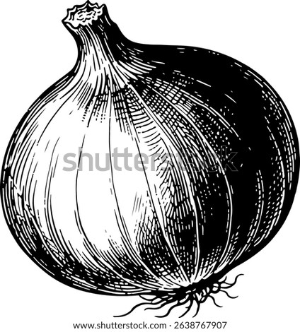 Hand-drawn illustration of an onion