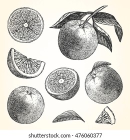 Handgezeichnete Illustration von Orange. Vektorgrafik