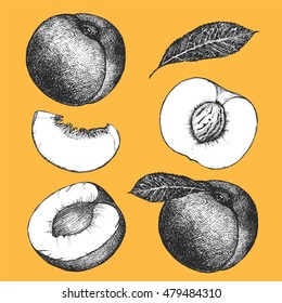 Hand-drawn illustration of Peach. Vector