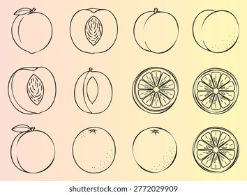 Handdrawn illustration of peaches and oranges with crosssections and whole views in sketch style