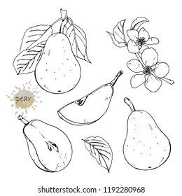 Hand-drawn illustration of Pear, vector