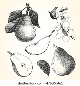 Hand-drawn illustration of Pear. Vector