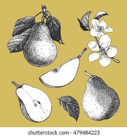Hand-drawn illustration of Pear. Vector
