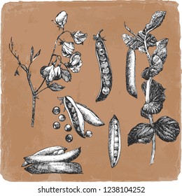 Hand-drawn illustration of Peas, vector