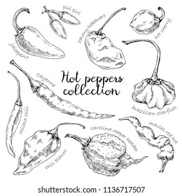 Hand-drawn illustration of peppers: chili blanco, jalapeno, carolina reaper header, brazilian starfish, chilaca chili, piri piri, zavory habanero, cayenne, maules red hot and hot cherry pepper.
