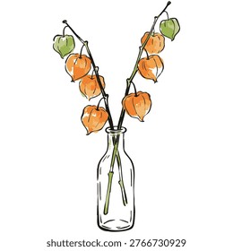Hand-drawn illustration of physalis in a clear glass bottle. Oranges and greens hang from slender stems. Vase holds stems in simple, clean lines
