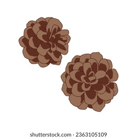A hand-drawn illustration of a 'pine cone', a cluster of pine fruit. It can be seen in autumn in the form of round scales containing seeds.