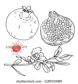 Hand-drawn illustration of Pomegranate, vector