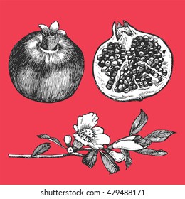 Hand-drawn illustration of Pomegranate. Vector